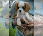 Small Photo #5 Cavalier King Charles Spaniel Puppy For Sale in CLARE, MI, USA