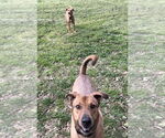 Small #3 Labrador Retriever Mix