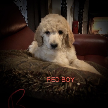 Medium Photo #1 Poodle (Standard) Puppy For Sale in MURFREESBORO, TN, USA