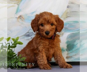 Goldendoodle (Miniature) Puppy for sale in NEWMANSTOWN, PA, USA