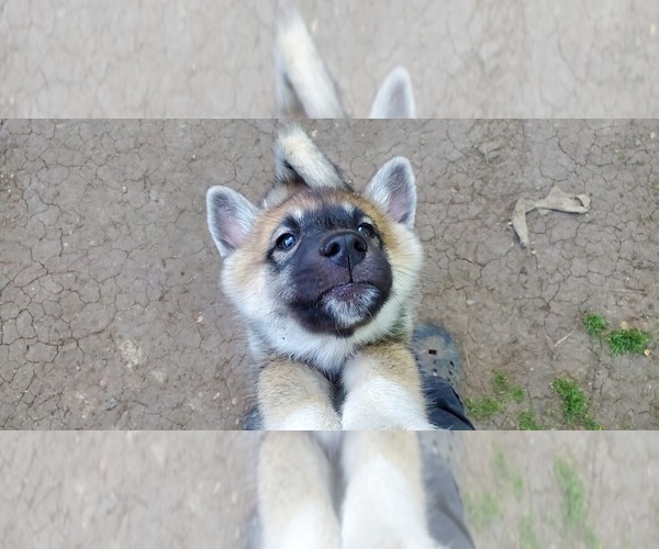 Medium Photo #7 Wolf Hybrid Puppy For Sale in BURLESON, TX, USA