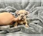 Small #25 French Bulldog