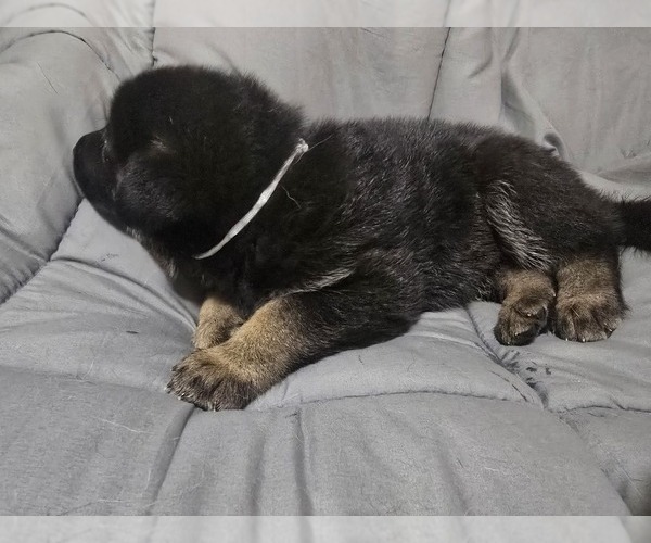 Medium Photo #13 German Shepherd Dog Puppy For Sale in APACHE JUNCTION, AZ, USA