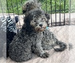 Crystal - Female ShihPoo Puppy for Sale - Photo #4