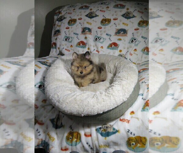 Medium Photo #3 Pomeranian Puppy For Sale in COOKEVILLE, TN, USA