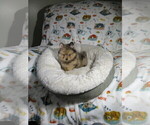 Small #2 Pomeranian