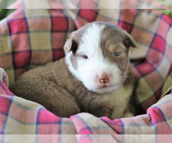Medium Photo #7 Australian Shepherd Puppy For Sale in DANVILLE, PA, USA