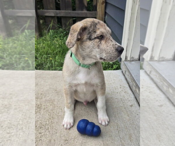 Medium Photo #3 Aussie Pyrenees Puppy For Sale in Genesee, WI, USA