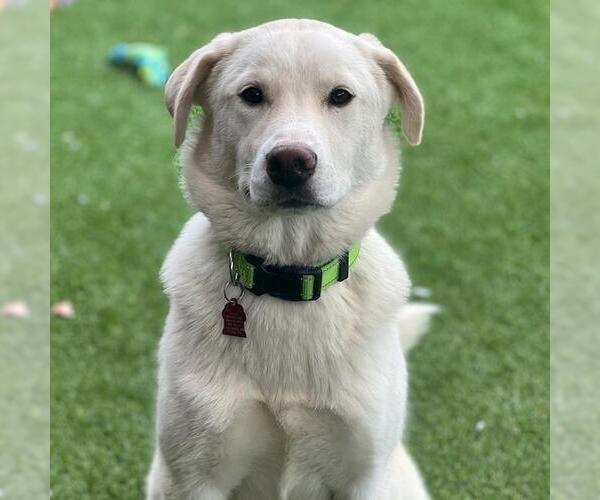 Medium Photo #10 Labrador Retriever-Unknown Mix Puppy For Sale in San Diego, CA, USA