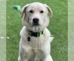 Small #9 Labrador Retriever Mix