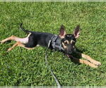 Small German Shepherd Dog Mix