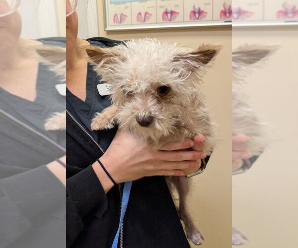 Medium Photo #2 Shih Tzu-Unknown Mix Puppy For Sale in Caldwell, NJ, USA