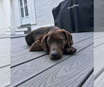 Small #3 Plott Hound