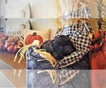 Small Photo #7 Poochon-Shih Tzu Mix Puppy For Sale in ABILENE, TX, USA