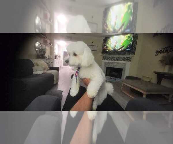Medium Photo #1 Maltese Puppy For Sale in LAWRENCEVILLE, GA, USA