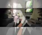 Small Photo #1 Maltese Puppy For Sale in LAWRENCEVILLE, GA, USA