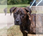 Small #1 Boxer-Plott Hound Mix
