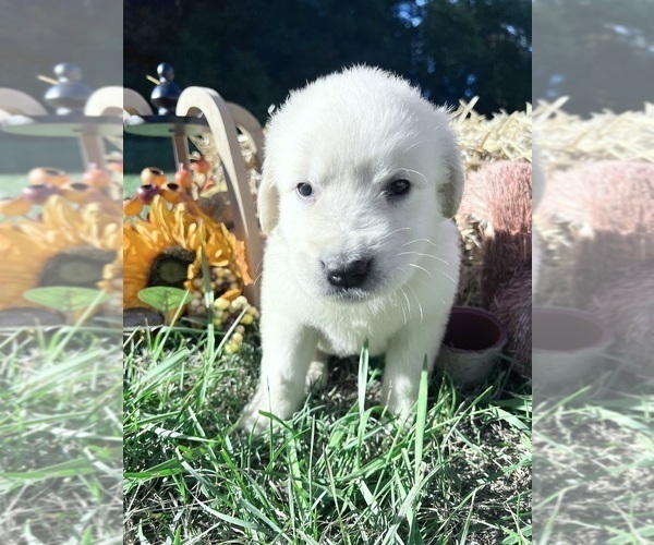 Medium Photo #7 Golden Retriever Puppy For Sale in NEOLA, WV, USA