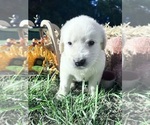 AKC Ready to Go - Male Golden Retriever Puppy for Sale - Photo #7