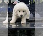 Puppy 4 Great Pyrenees