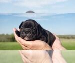 Small Photo #7 French Bulldog Puppy For Sale in FARMINGTON, MO, USA
