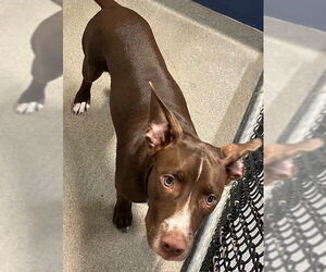Labrador Retriever-Unknown Mix Dogs for adoption in Sterling, MA, USA