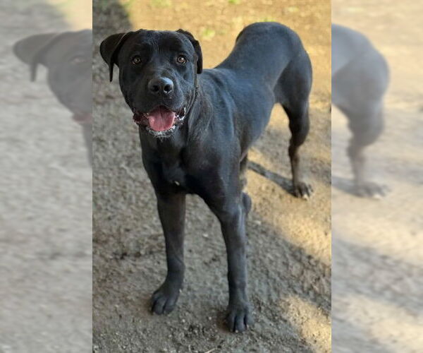 Medium Photo #2 Mastiff-Unknown Mix Puppy For Sale in Riverside, CA, USA