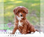 Dorthy - Female Cavapoo (Miniature) Puppy for Sale - Photo #5