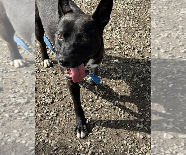 Medium Photo #3 Labrador Retriever-Unknown Mix Puppy For Sale in Elmsford, NY, USA