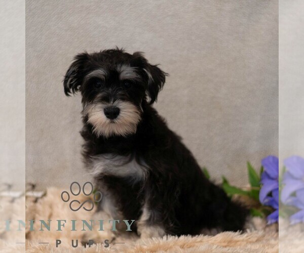 Medium Photo #2 Schnauzer (Miniature) Puppy For Sale in MIFFLINBURG, PA, USA