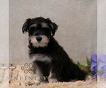 Small #1 Schnauzer (Miniature)