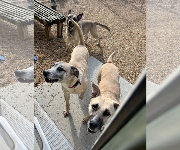 Medium Photo #6 Mutt Puppy For Sale in Virginia Beach, VA, USA