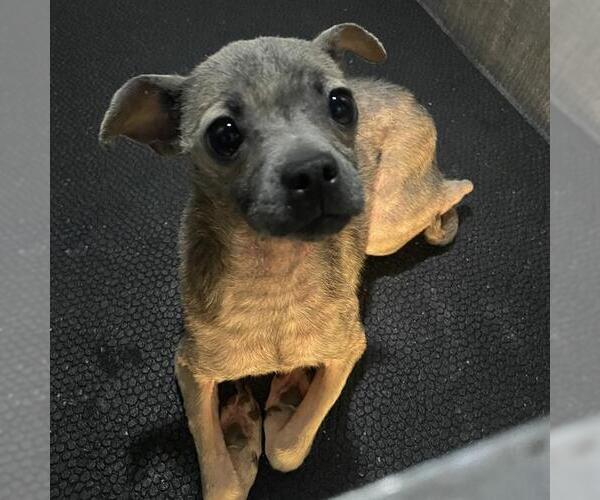 Medium Photo #1 Chihuahua-Unknown Mix Puppy For Sale in San Antonio, TX, USA