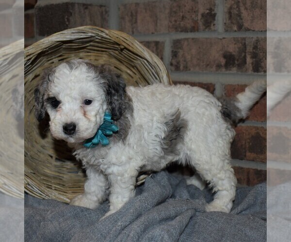 Medium Photo #3 Poodle (Miniature) Puppy For Sale in MILLERSBURG, PA, USA