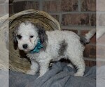 Small Photo #3 Poodle (Miniature) Puppy For Sale in MILLERSBURG, PA, USA
