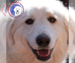 Small #31 Great Pyrenees