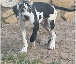 Small Photo #2 Great Dane Puppy For Sale in LAS CRUCES, NM, USA