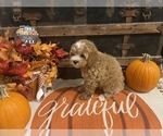 Image preview for Ad Listing. Nickname: Wilma