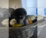 Small #4 Alaskan Klee Kai