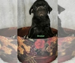 Small Photo #6 Pug Puppy For Sale in LOUISE, TX, USA