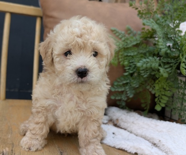 Medium Photo #4 Poovanese Puppy For Sale in GOSHEN, IN, USA