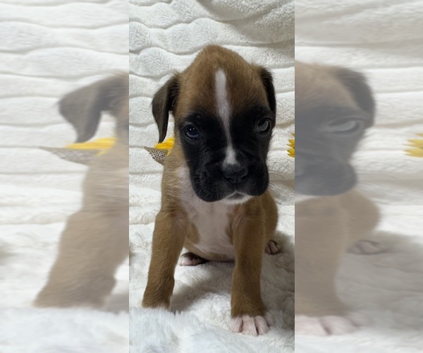 Medium Photo #10 Boxer Puppy For Sale in PAWNEE CITY, NE, USA