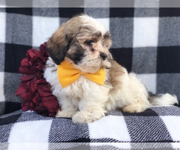 Medium Photo #8 Zuchon Puppy For Sale in LAKELAND, FL, USA