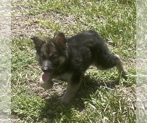 German Shepherd Dog Puppy for sale in CORAL SPRINGS, FL, USA