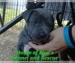 Small Photo #2 American Pit Bull Terrier Puppy For Sale in DELAWARE, OH, USA