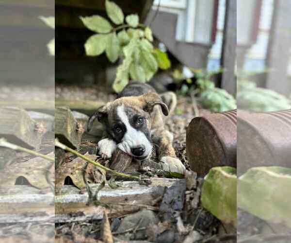 Medium Photo #2 Labrador Retriever-Unknown Mix Puppy For Sale in Binghamton, NY, USA