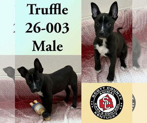 Mutt Dog for Adoption in Georgetown, Kentucky USA