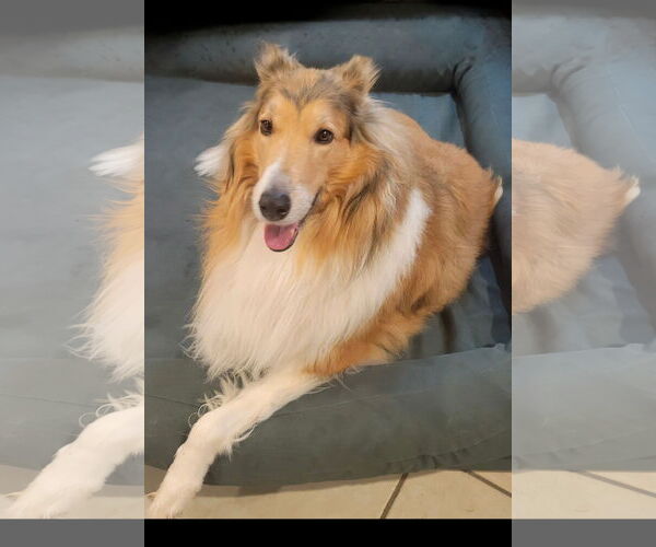 Medium Photo #1 Collie Puppy For Sale in Chantilly, VA, USA