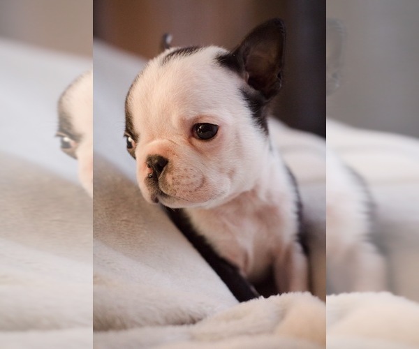 Medium Photo #2 Boston Terrier Puppy For Sale in SPRINGFIELD, OH, USA