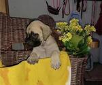 Small Photo #8 Mastiff Puppy For Sale in BRUCETON MILLS, WV, USA